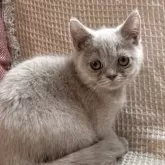 ブリティッシュショートヘア【愛知県・女の子・2025年6月18日・ライラック】の写真4