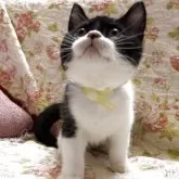 ブリティッシュショートヘア【愛知県・男の子・2025年7月17日・ブラックアンドホワイト】の写真4「お腹側は白い🤍」