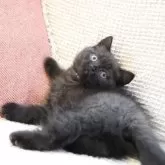 ブリティッシュショートヘア【愛知県・男の子・2025年4月12日・ブラック】の写真5