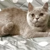 ブリティッシュショートヘア【愛知県・女の子・2025年6月18日・ライラック】の写真2「動くのは好きじゃないのかなぁ？」