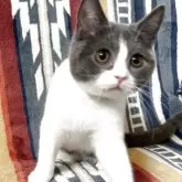 ブリティッシュショートヘア【愛知県・男の子・2025年7月11日・ブルーアンドホワイト】の写真7「ん？？」