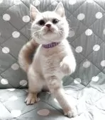 ブリティッシュショートヘア【愛知県・男の子・2025年6月27日・明るいクリーム】の写真8