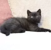 ブリティッシュショートヘア【愛知県・男の子・2025年4月12日・ブラック】の写真6