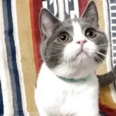 ブリティッシュショートヘア【愛知県・男の子・2025年7月11日・ブルーアンドホワイト】の写真3「あら。可愛い😍」