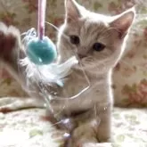 ブリティッシュショートヘア【愛知県・男の子・2025年6月27日・明るいクリーム】の写真11