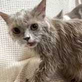 ブリティッシュロングヘア【愛知県・男の子・2025年4月15日・ライラック(ロングヘア)】の写真11「洗うと小さくなって乾くとフワフワ」