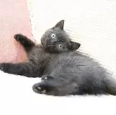 ブリティッシュショートヘア【愛知県・男の子・2025年4月12日・ブラック】の写真8