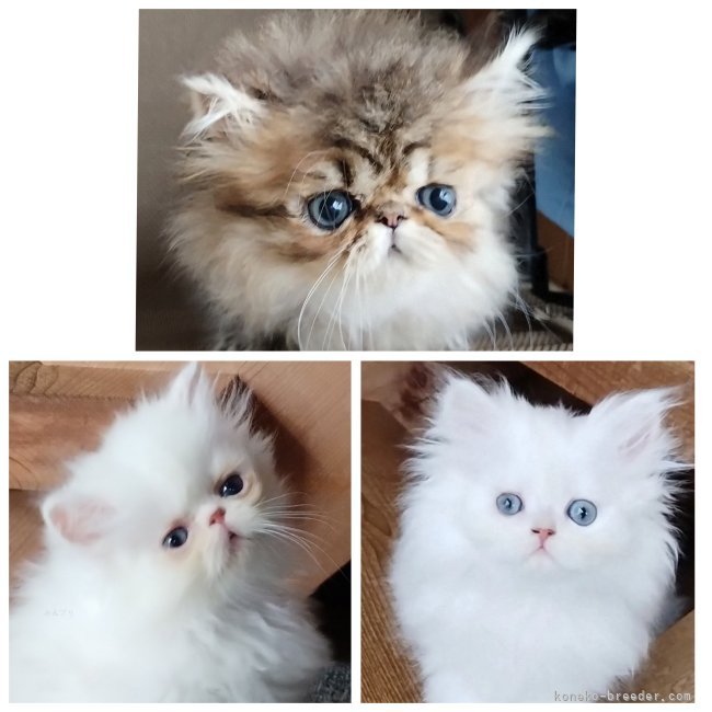 ココちゃんの子猫達｜西角　順子(にしかど　じゅんこ)ブリーダー(岡山県・ペルシャ(チンチラ)など・ICC登録)の紹介写真10