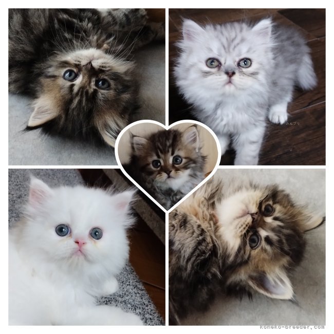 リンちゃんの子猫たち｜西角　順子(にしかど　じゅんこ)ブリーダー(岡山県・ペルシャ(チンチラ)など・ICC登録)の紹介写真3