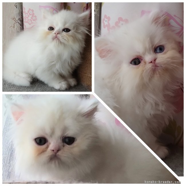 ジゼルちゃんの子猫達｜西角　順子(にしかど　じゅんこ)ブリーダー(岡山県・ペルシャ(チンチラ)など・ICC登録)の紹介写真9