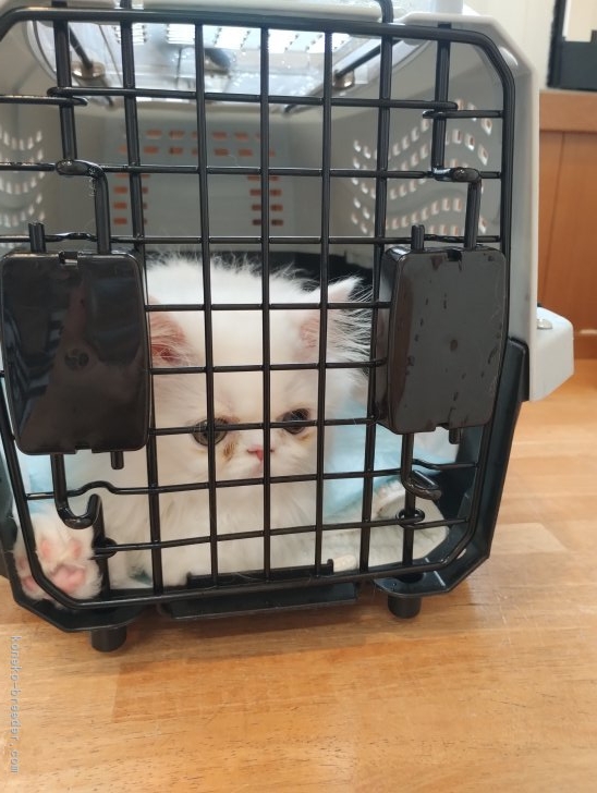 西角順子ブリーダーのブログ：子猫さん、ワクチンへ💨
