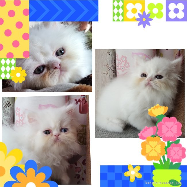 西角順子ブリーダーのブログ：ホワイト三兄妹、洗うと真っ白フワフワに✨✨✨