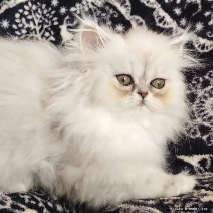 ID：2410-02773の子猫