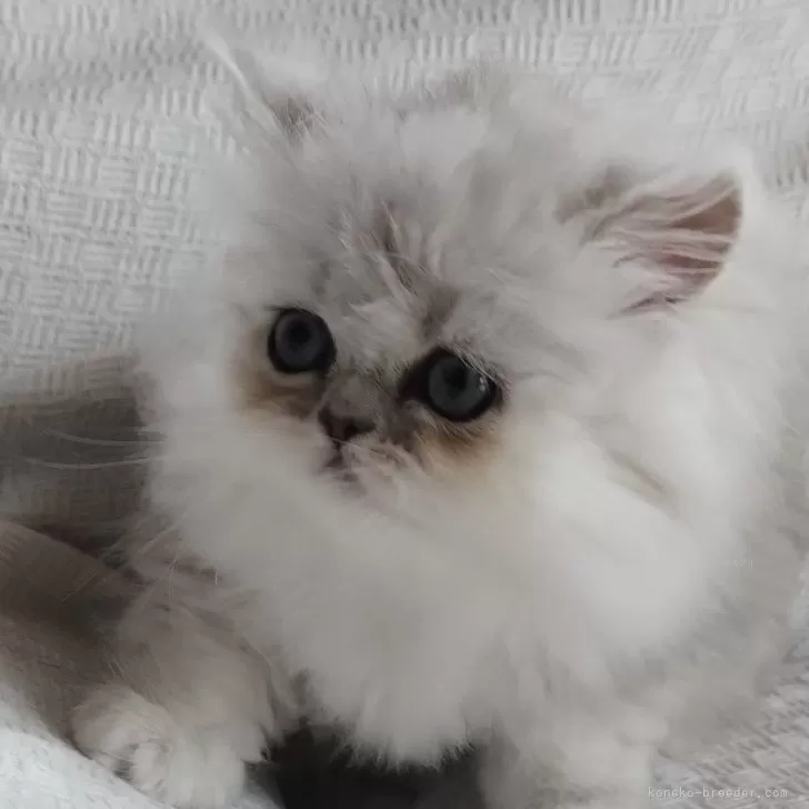 にゃんこ 様のお迎えした子猫