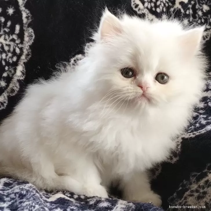ID:2411-02311の子猫