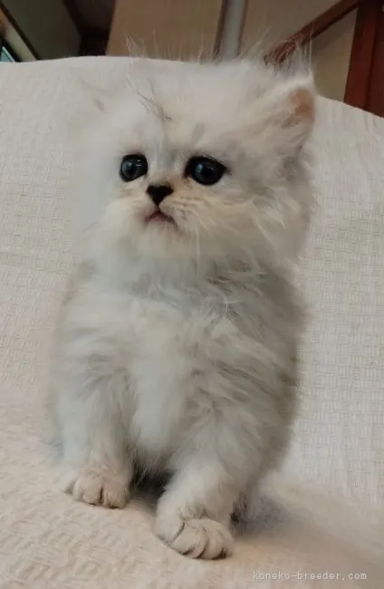 ID：2106-02777の子猫