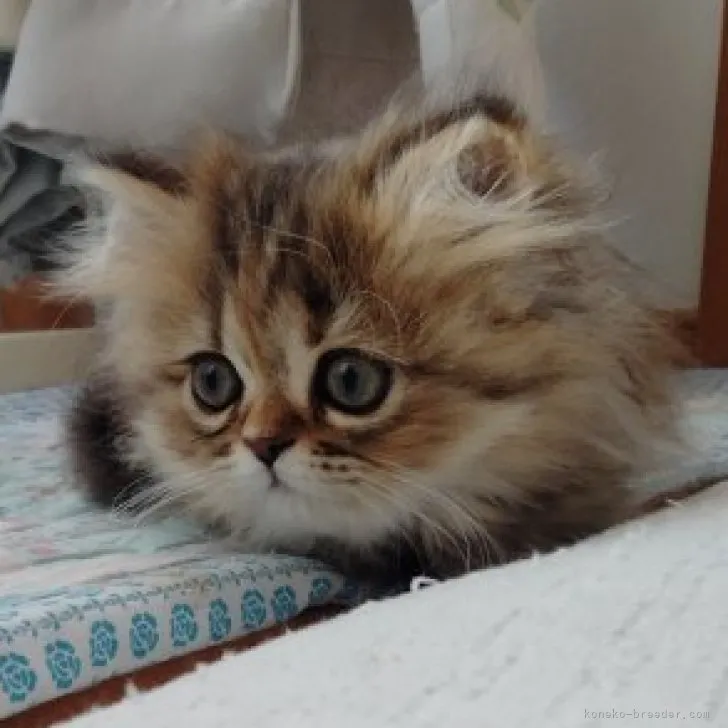 ID:2303-02963の子猫