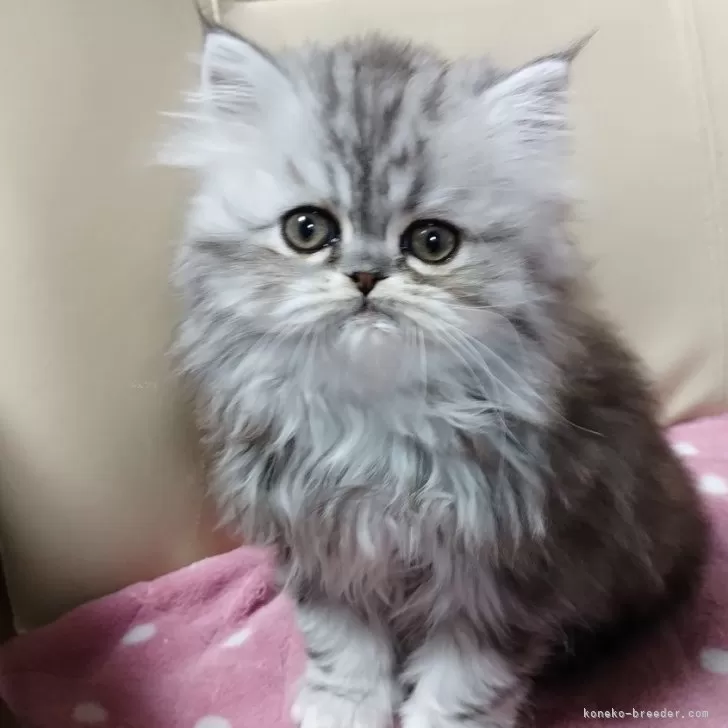 ID:2411-02335の子猫