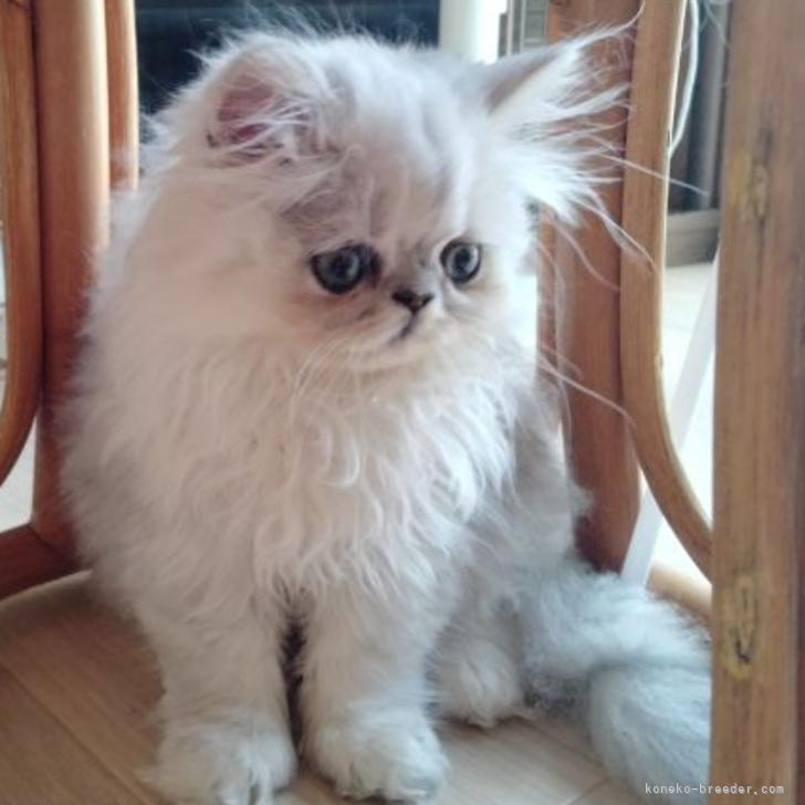 K.O 様のお迎えした子猫