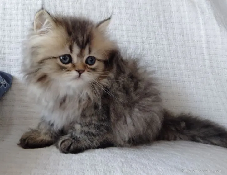 レオ 様のお迎えした子猫