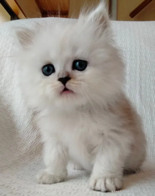 A.M 様のお迎えした子猫