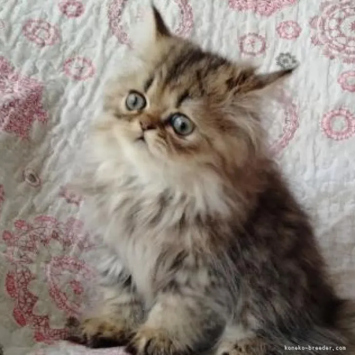 なお 様のお迎えした子猫