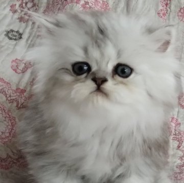 ペルシャ(チンチラ)【岡山県・男の子・2024年3月4日・シェーデッドシルバー】の写真「ふわふわ可愛い男の子」