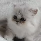 ペルシャ(チンチラ)【岡山県・女の子・2024年4月10日・シェーデッドシルバー】の写真1