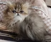 ペルシャ(チンチラ)【岡山県・女の子・2023年10月30日・シェーデッドゴールデン】の写真3「1/10」