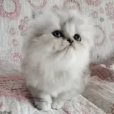 ペルシャ(チンチラ)【岡山県・男の子・2024年3月4日・シェーデッドシルバー】の写真3