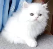 ペルシャ【岡山県・男の子・2025年7月31日・ホワイト】の写真8