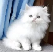 ペルシャ【岡山県・男の子・2025年7月31日・ホワイト】の写真7