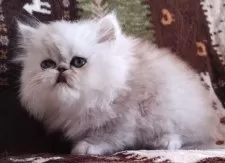 ペルシャ(チンチラ)【岡山県・男の子・2025年2月1日・シェーデッドシルバー】の写真4