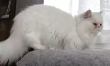 ペルシャ【岡山県・女の子・2025年4月14日・ホワイト】の写真5