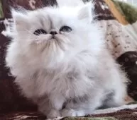 ペルシャ(チンチラ)【岡山県・男の子・2025年2月1日・シェーデッドシルバー】の写真7