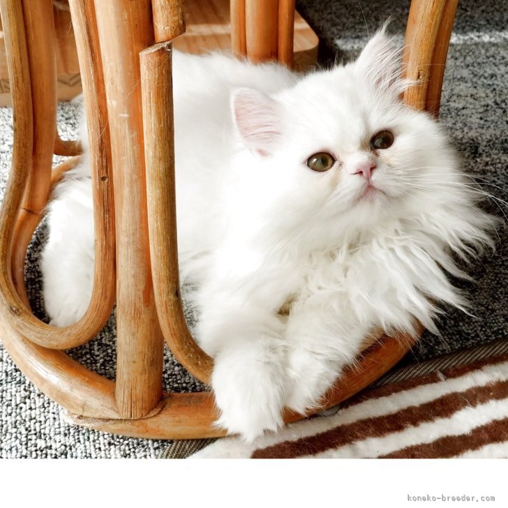 ブリーダー画像