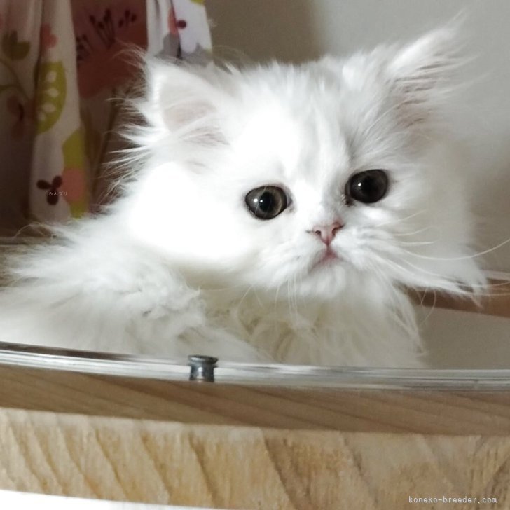 ブリーダー画像