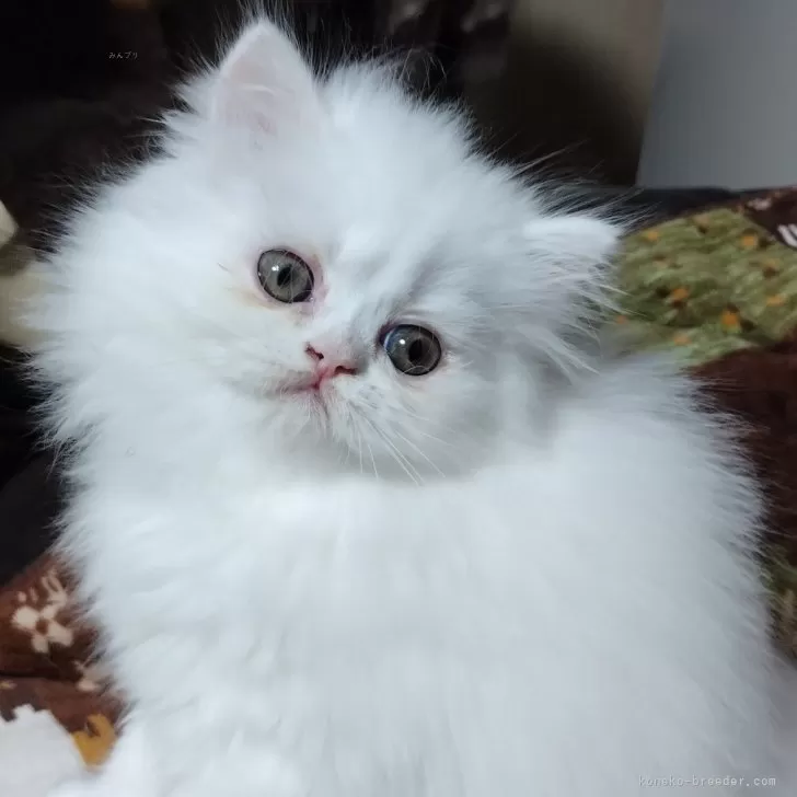 K 様のお迎えした子猫