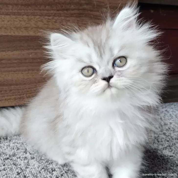 ID:2507-02941の子猫