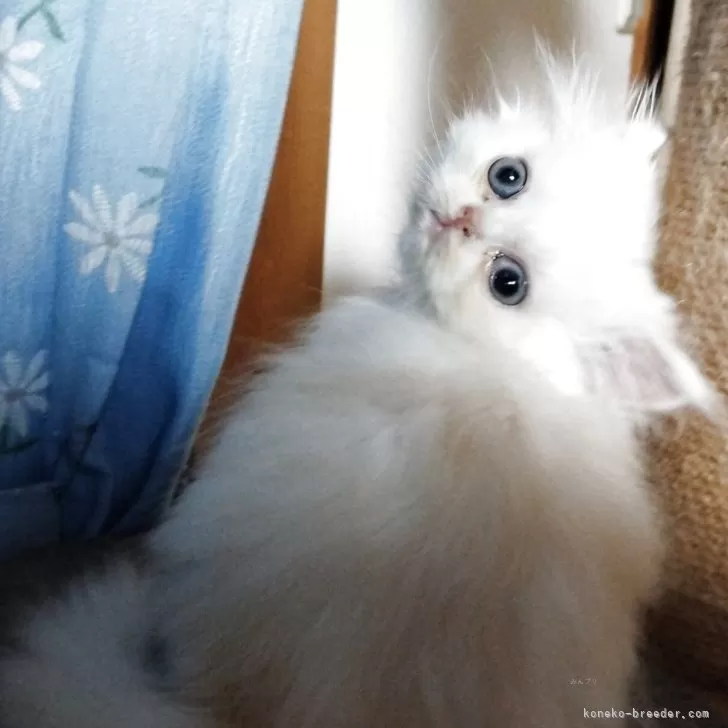 ID：2509-00388の子猫