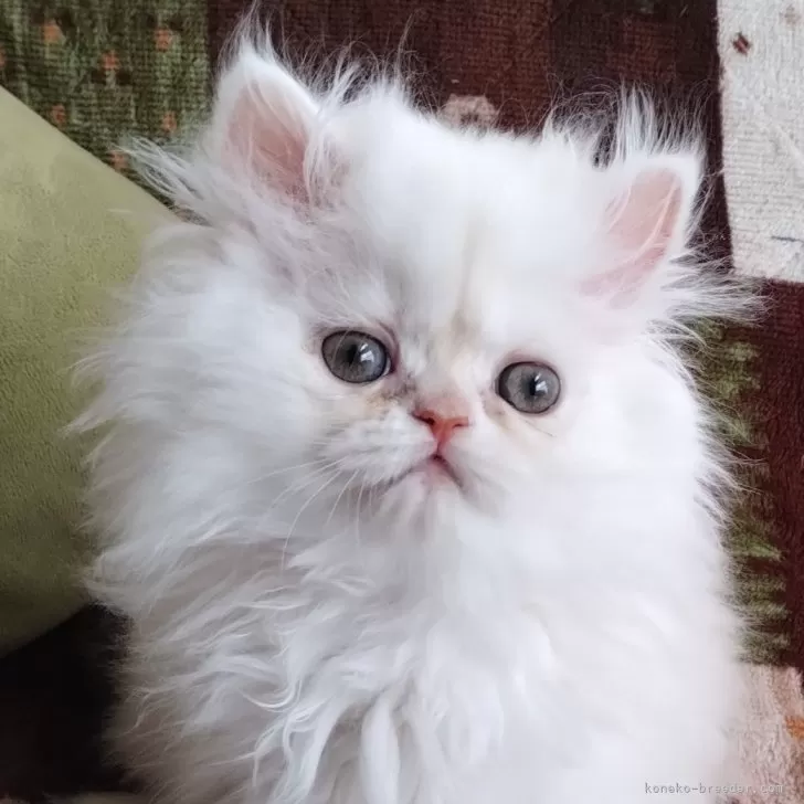 おだるまる 様のお迎えした子猫
