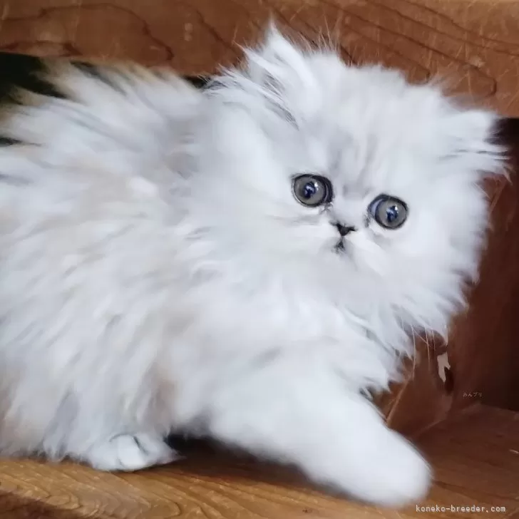 ID：2412-00490の子猫