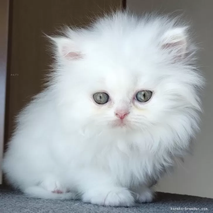 ID:2503-00613の子猫
