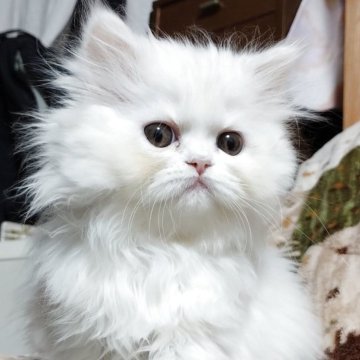 ペルシャ【岡山県・女の子・2025年9月16日・ホワイト】の写真「うるうる可愛い女の子」