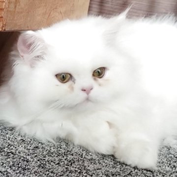 ペルシャ【岡山県・男の子・2025年7月31日・ホワイト】の写真「大福みたいな男の子」