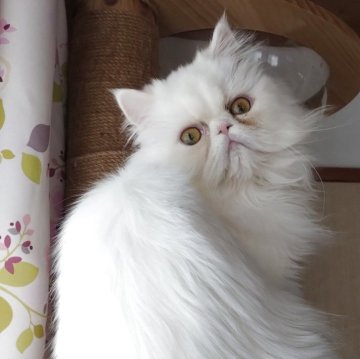 ペルシャ【岡山県・女の子・2025年4月14日・ホワイト】の写真「ほわほわ癒し系の女の子🍀」