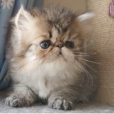 ペルシャ(チンチラ)