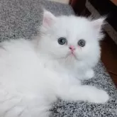 ペルシャ