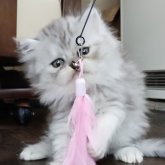 ペルシャ(チンチラ)