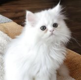 ペルシャ